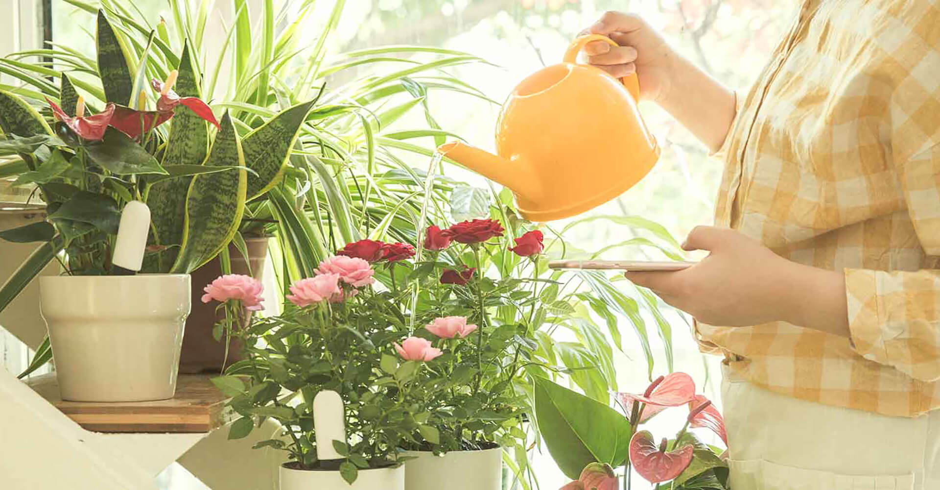 Flower Care מוניטור חכם לצמחים